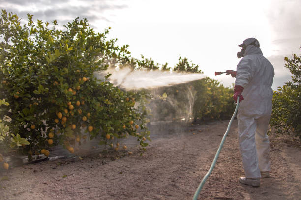 Best Local Pest Control Services  in Anza, CA