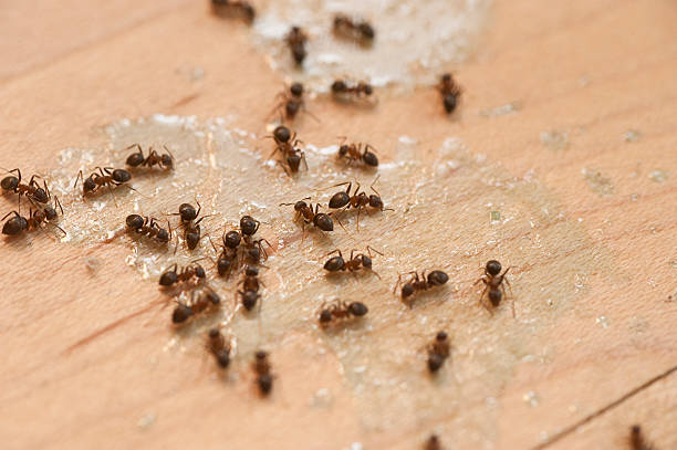 Best Affordable Pest Control Services  in Anza, CA