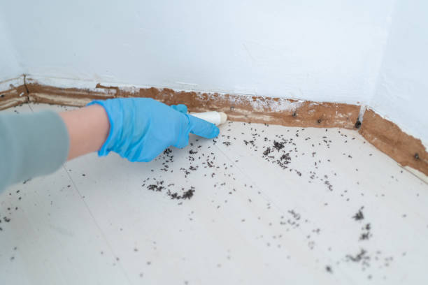 Best Pest Control Near Me in Anza, CA
