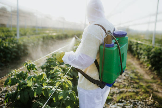 Wasp Removal Services in Anza, CA
